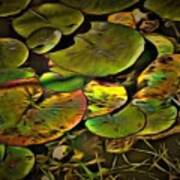 Lily Pads Poster