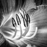 Lily Pistils - Black And White Poster