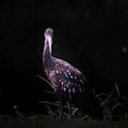 Limpkin By The Shore Poster