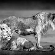 Lion Brothers, Ndutu - Tanzania Poster
