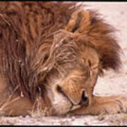 Lion King Sleeping Poster