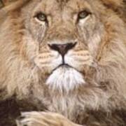 Lion King Staring Poster