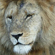 Lion  Panthera Leo  Resting, Ngorongoro Crater #buyintoart Poster