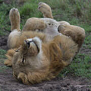 Lion Rolls Over In Masai Mara, Kenya Poster