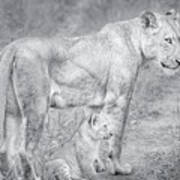 Lioness And Cub Near Kruger National Park, On The Sabi Sands Reserve Poster