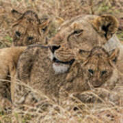 Lioness And Two Cubs Poster