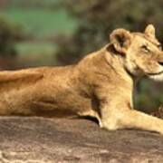 Lioness Lying On Rock Poster