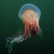 Lion's Mane Jellyfish Poster