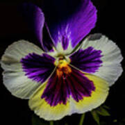 Lit Up Pansy Poster