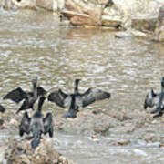 Little Black Cormorants Drying Their Wings Poster