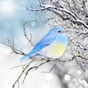 Little Blue Bird In Winter Poster