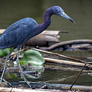 Little Blue Heron Poster