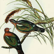 Little Green Pigeon, Chalcophaps Chrysochlora Poster