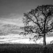 Lone Oak Tree Poster