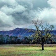 Lone Tree At Cades Cove Townsend Tennessee Poster