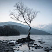 Lone Tree, Llanberis, Snowdonia, Wales, Uk Poster