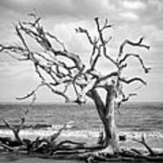 Lone Tree On Jekyll Island's Driftwood Beach 113 Poster