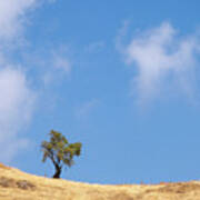 Lonely Tree On A Dry Field Against Blue Sky Poster