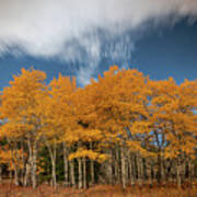 Long Exposure Of Aspens Poster