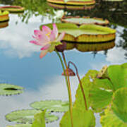 Lotus Flower And Cloud Reflection Poster