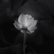 Lotus Flower In Black And White Poster