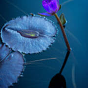 Lotus In Blue Poster