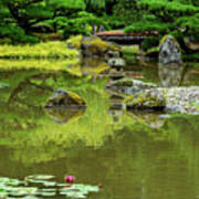 Lotus In Japanese Garden Poster