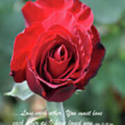 Love Each Other Red Rose Bloom Poster