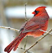 Lovely Northern Cardinal Male Poster