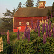 Lupine Barn In Sugar Hill, Nh Poster