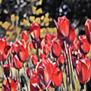 Luscious Red Tulips Poster