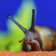 Macro Photography - Snail Poster