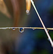 Macro Photography - Water Drops On Stem Poster