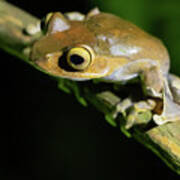 Madagascar Bright-eyed Frog Poster