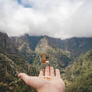Madeiran Chaffinch Has Flown To The Man's Hand For Food Crumbs Poster