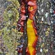 Madrone Tree Bark Abstract Poster