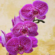 Magenta Moth Orchids Poster