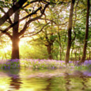 Magical Pond In Bluebell Forest Poster