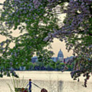 Magnificent Monona Bay Morning - Wisconsin Capitol With Flowering Cherry At Lake Monona Poster