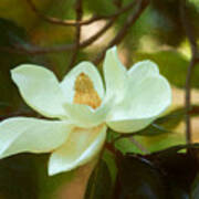 Magnolia Art Poster