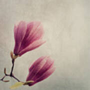 Magnolia Flower On Art Texture Poster
