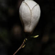Magnolia Soulangeana Lennei Alba Flower Poster