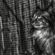 Maine Coon 2 Poster