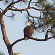 Majestic Eagle Poster