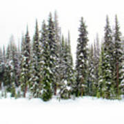 Majestic Evergreens In Snow Poster