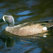 Male Blue Winged Teal Poster