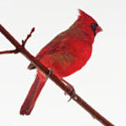 Male Cardinal In Winter White Scene - Would Make Beautiful Pillow Poster