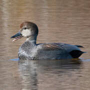 Male Common Gadwall Dwf0226 Poster