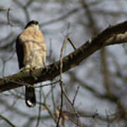 Male Coopers Hawk Poster