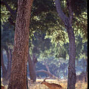 Male Impala In Forest Poster